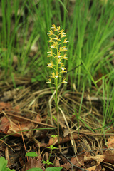 Oreorchis patens