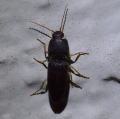 Heteroderes amplicollis