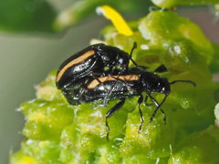 Phyllotreta undulata