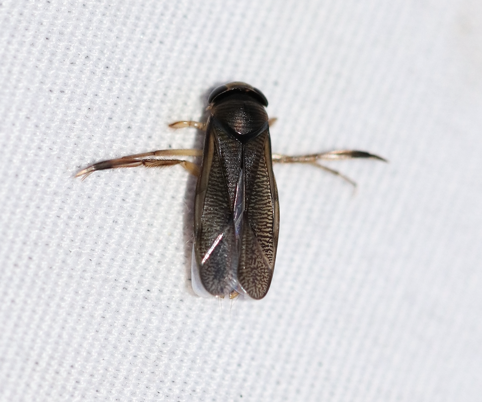 Callicorixa alaskensis