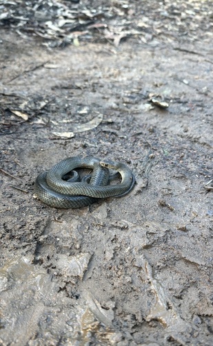 Eastern Brown Snake sighting