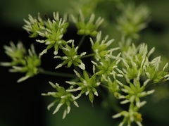Thalictrum dasycarpum