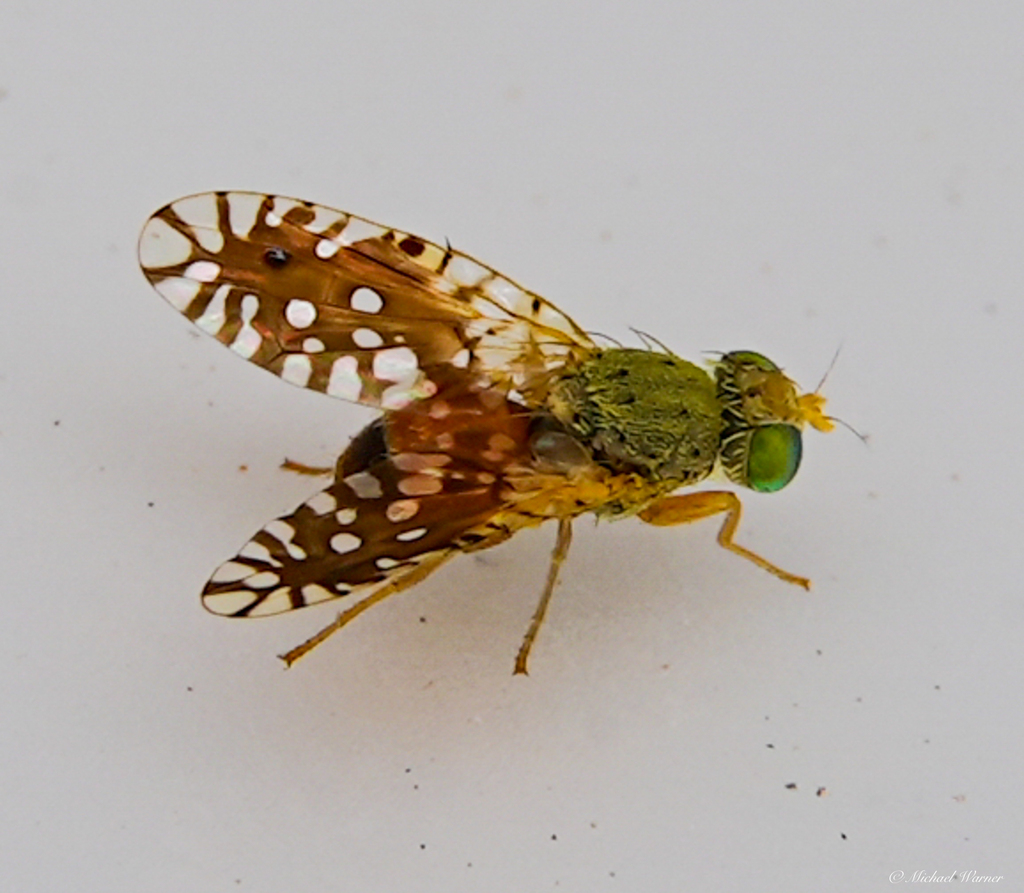 Euaresta stigmatica