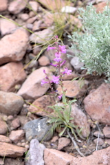 Penstemon confusus