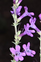 Penstemon confusus