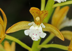 Oreorchis patens