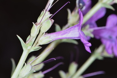 Penstemon confusus