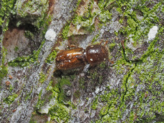 Pityogenes chalcographus