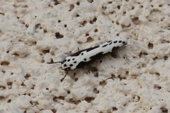 Ethmia semilugens