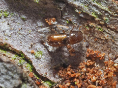 Pityogenes chalcographus