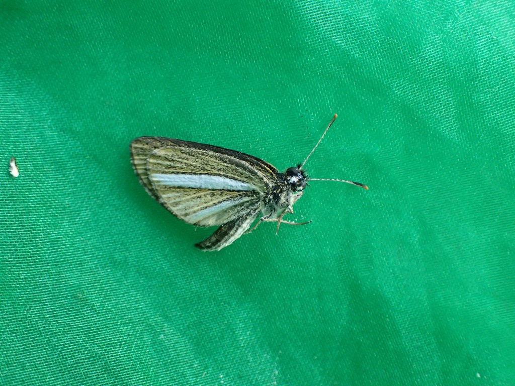 silver stripped skipper