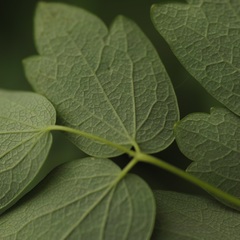 Thalictrum dasycarpum