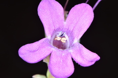 Penstemon confusus