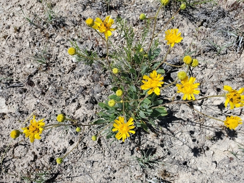 Image of Platyschkuhria integrifolia by (c) Steve Young, some rights reserved (CC BY)