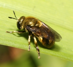 Microdon aurulentus