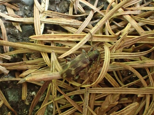 Exocentrus testudineus