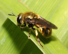 Microdon aurulentus