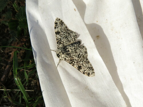 Peppered Moth (dark)