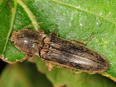 Gambrinus griseus