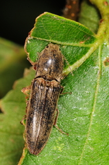 Gambrinus griseus