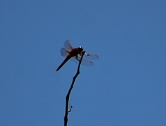 Libellula croceipennis