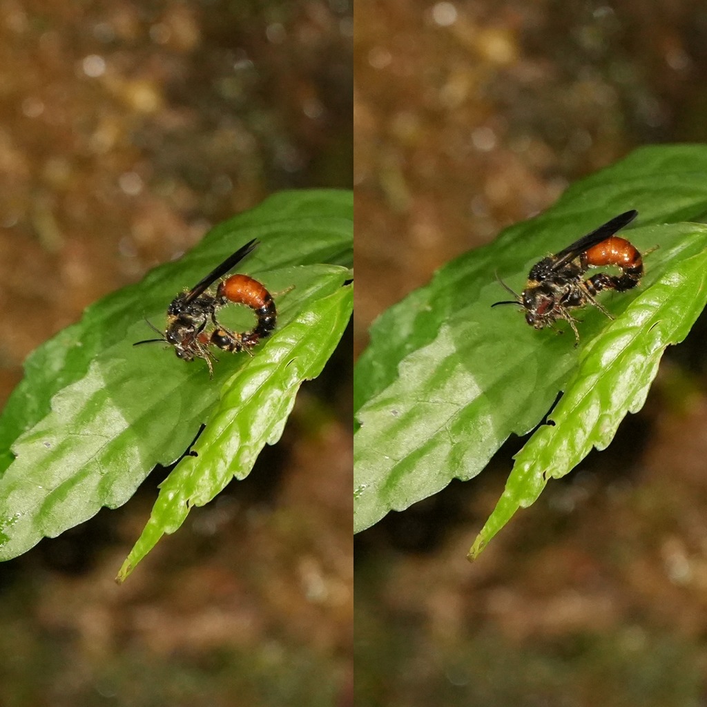 Tigani Insect Trogaspidiini from 香港林村 on June 23, 2024 at 03:19 PM by rainbowli ...
