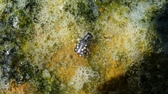 Cicindela haemorrhagica