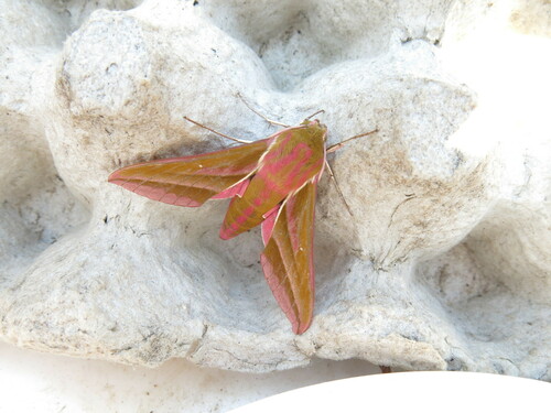 Elephant hawk-moth