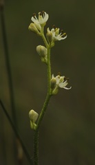 Triantha glutinosa