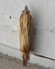 Eucosma radiatana