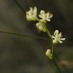 Triantha glutinosa
