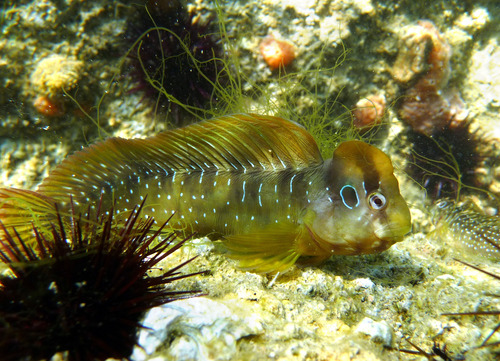 Peacock Blenny