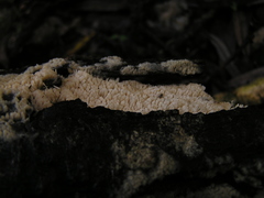 Phlebia nothofagi