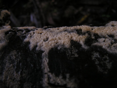 Phlebia nothofagi