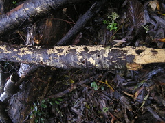 Phlebia nothofagi