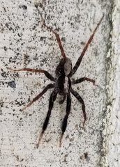 Schizocosa crassipes