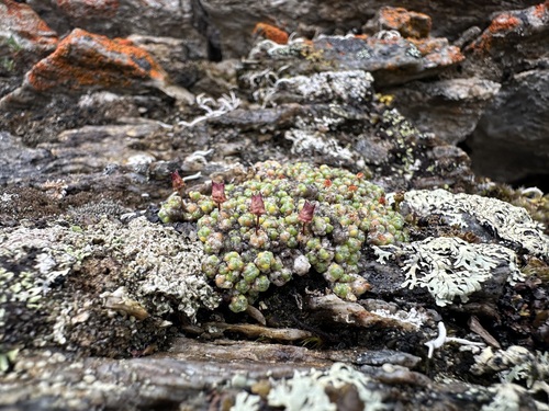 Cushion Saxifrage (Saxifraga eschscholtzii)