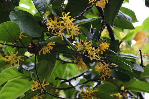 Image of Wight's Toxocarpus by no rights reserved