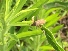 Hemiptera