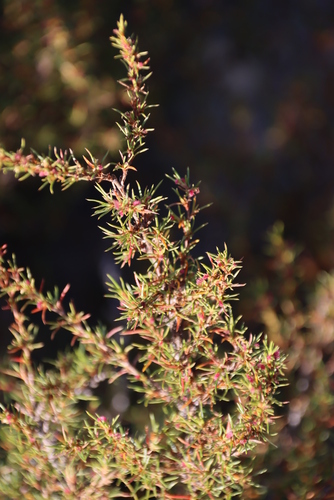 Image of Cliffortia repens by (c) Tony Rebelo, some rights reserved (CC BY-SA)