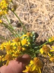 Senecio wootonii