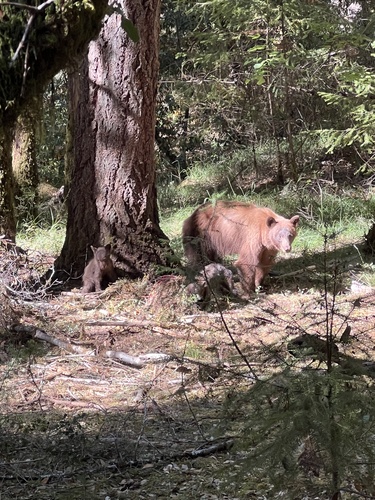 iNaturalist observation photo of American Black Bear