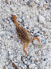 Centruroides elegans