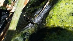 Cicindela haemorrhagica