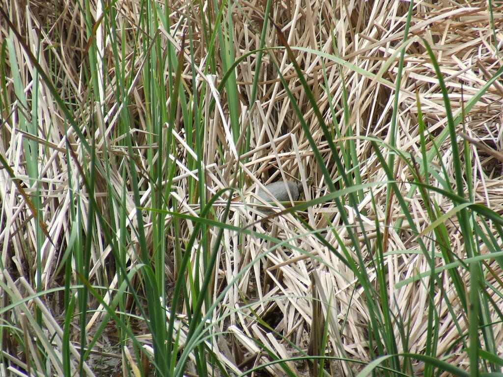 Sicilian Pond Turtle