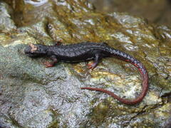 Spectacled Salamander photo 2