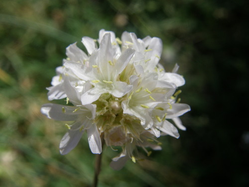 Armeria atlantica
