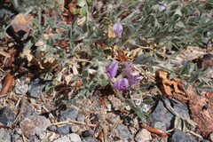 Astragalus purshii