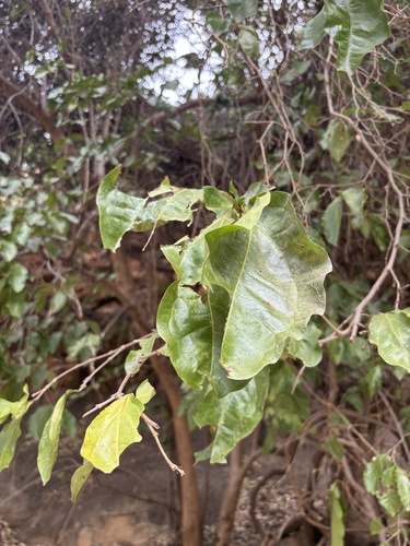 Foto de Quebra-pedra