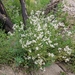 Lepidium latifolium - Photo (c) schizotypalvamp, μερικά δικαιώματα διατηρούνται (CC BY-NC), uploaded by schizotypalvamp